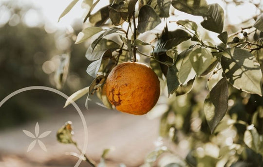 Citrus Fruit Blog Tolman Self Care