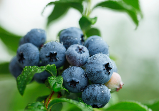 Blueberries for Brain Health: How They Support Memory & Cognitive Function