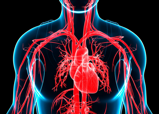 Heart, Blood & Flow: Why Your Circulatory System Matters
